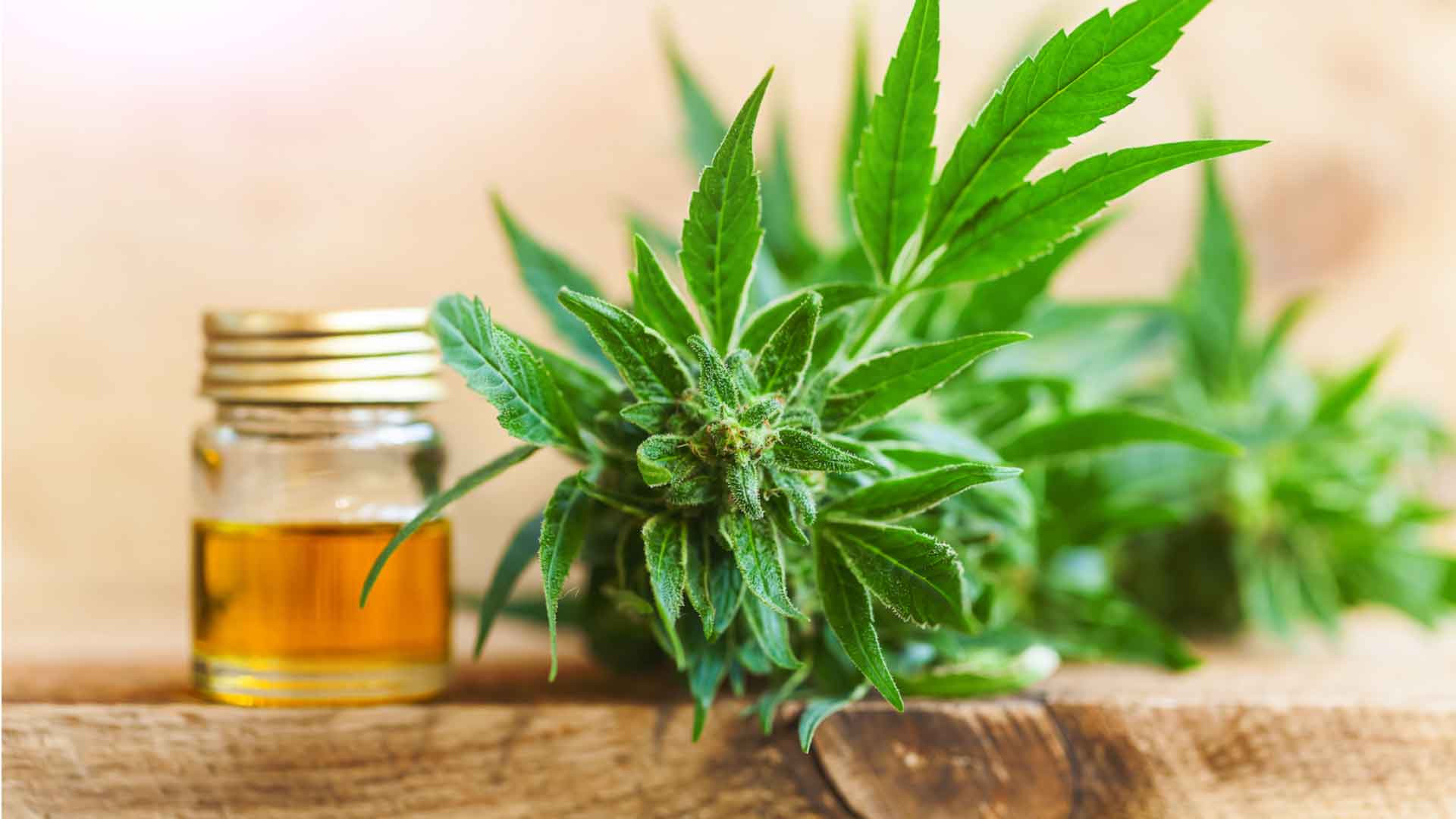 Is CBD Effective in the Treatment of Cancer and Cancer-Associated Side Effects?