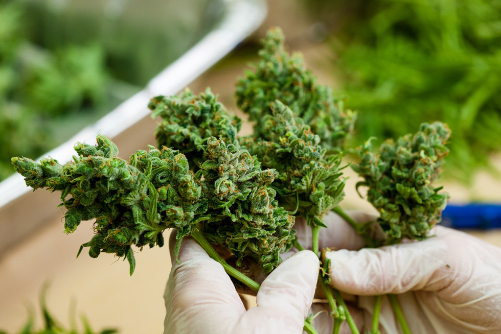 Buy weed online and Acquire Quickly, Dependable Shipping